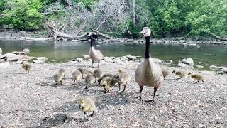 Cute Ducklings