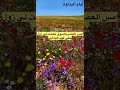 الفنان بطي فهد البذالي امس العصر بالسوق نطحت لي زول 