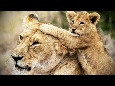 lion-cubs-are-amazing-★-cute-baby-lions-[funny-pets]