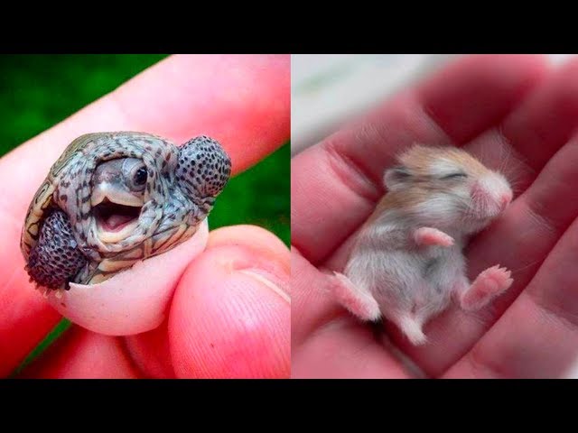 Cute Baby Animals videos compilation cute moment of the animals /  Cutest animals in the world 1