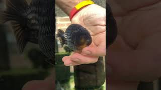 Why I Dont Add Salt To My Dfish Tanks