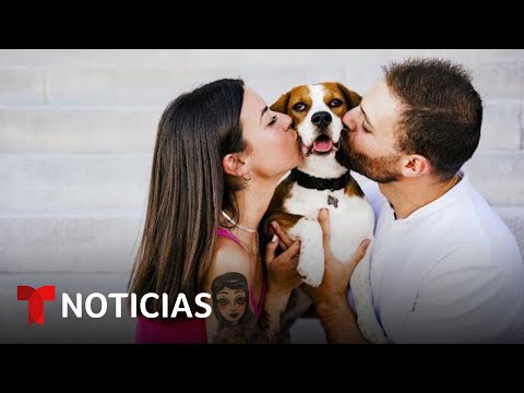 Aprueban una ley para compartir custodia de las mascotas en España | Noticias Telemundo