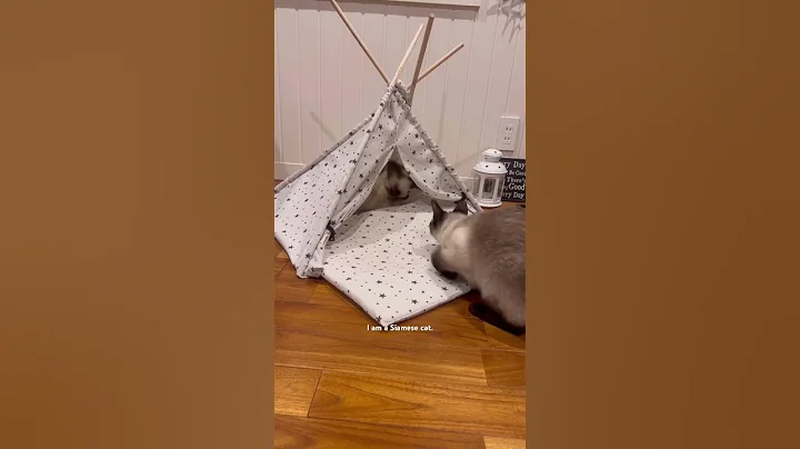 Video 3102391: siamesecat cutecat, siamese cat, orientalcat