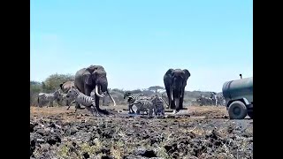 Download Lagu A helping hand for the animals at Ol Donyo. africamLIVE. 21 February 2023 MP3 Download Lagu A helping hand for the animals at Ol Donyo. africamLIVE. 21 February 2023 MP3