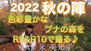 【紅葉撮影】2022秋の陣♪EOS R5＆R10で紅葉のブナの森を撮る！