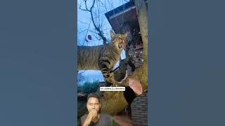 see the bird in this tree or not⁉️ #funny #shortvideo #shorts