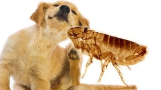 Блохи у собак. Блохи у собак.