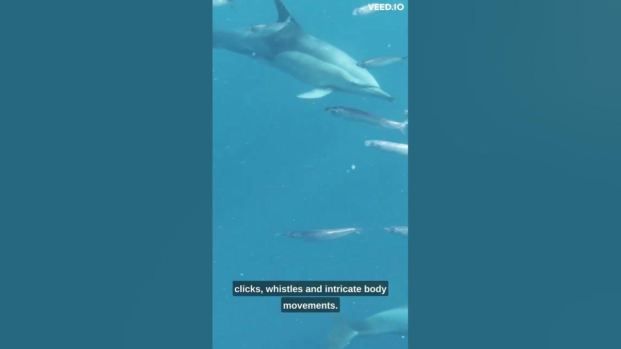"Dolphins: Intelligent Marine Mammals of Playful Spirit and Social