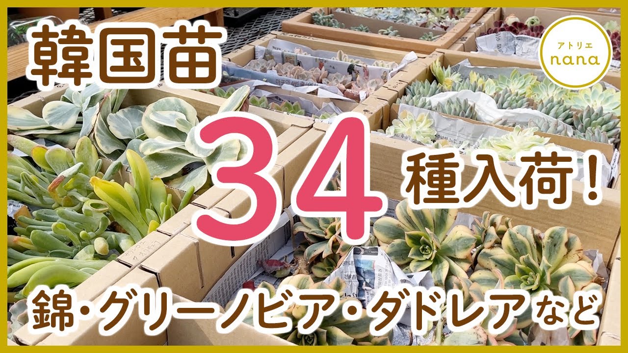 多肉植物】韓国苗✨人気34種入荷しました！ - YouTube