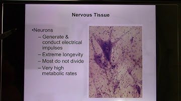 ACC Psyc2330 Biological Psychology Online Lecture Ch3 Neuron01