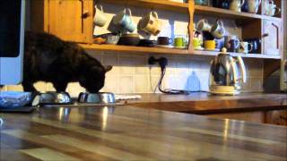 Fluffy Meowington Vs Naughty Jack Russell