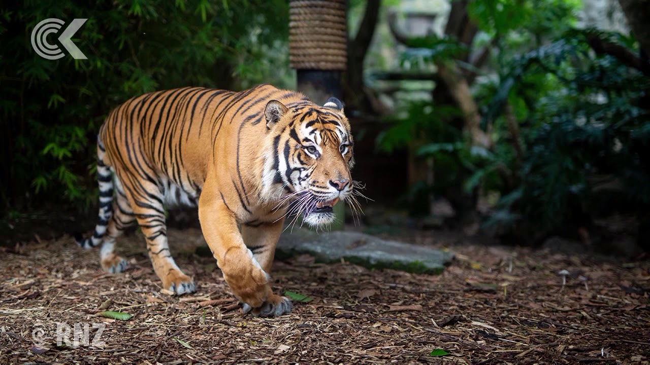 new zealand currency Beautiful Berani: Zookeeper remembers Auckland’s last Sumatran tiger