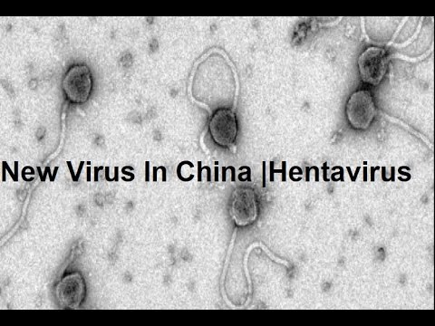 A case of hantavirus has been reported in China. Here's why you ...