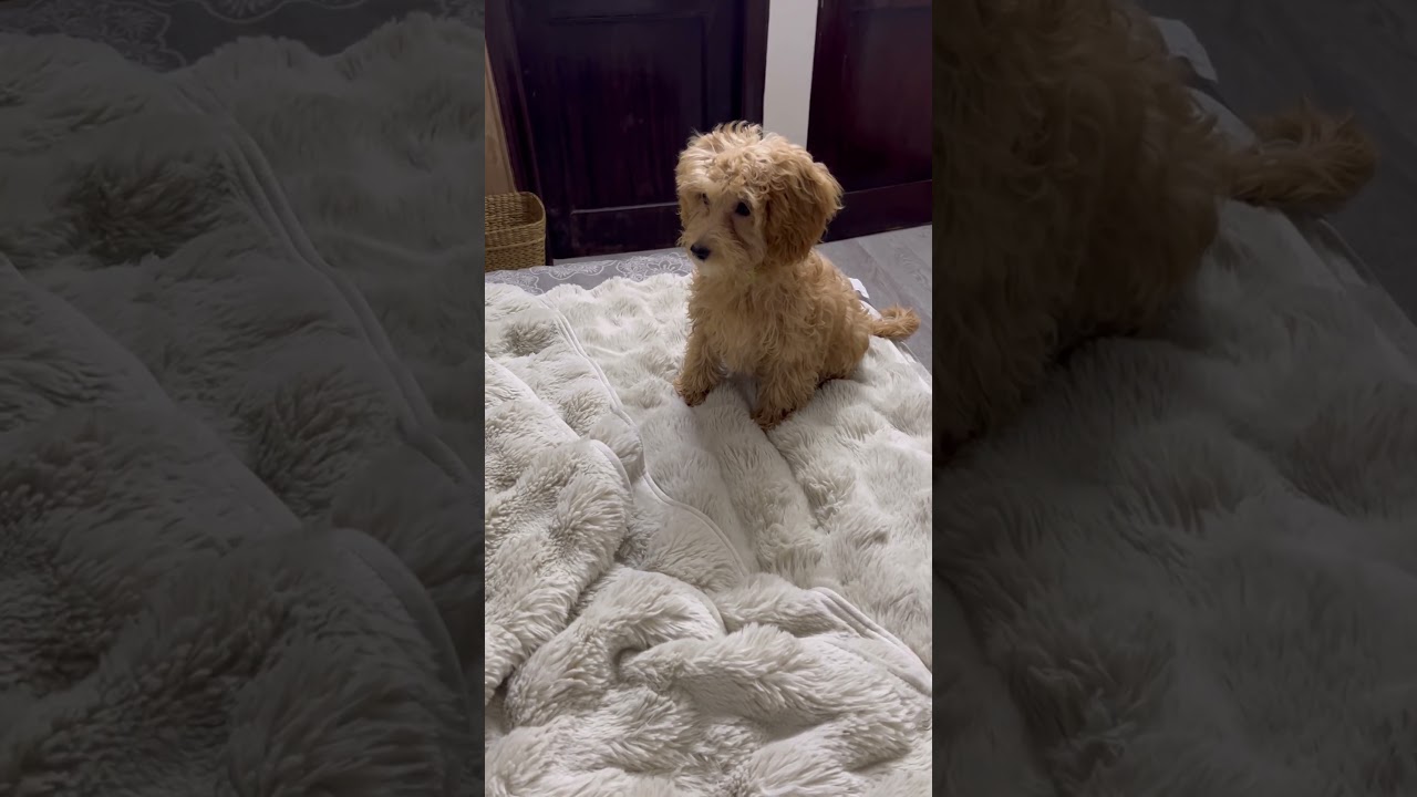 Buttercup 😘😘😘😘 #puppy #haveitoldyoulatelythatiloveyou #butifyoucloseyoureyes #cute