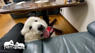 人間の働きぶりを確認にきた重役のルンルンです Great Pyrenees グレートピレニーズ