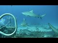 Barefoot kuata  shark awakening dive
