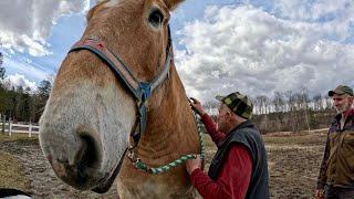 Can you tell about a horse by its HEAD??? \\ A Conversation with George #610