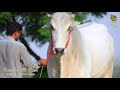 Governor of Nari | Biggest Sibi Bhagnari bull of Pakistan | Winner of Sibi Mela 2020 and 2021