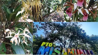 Ecoselva orchid garden (Misahualli orquideas)