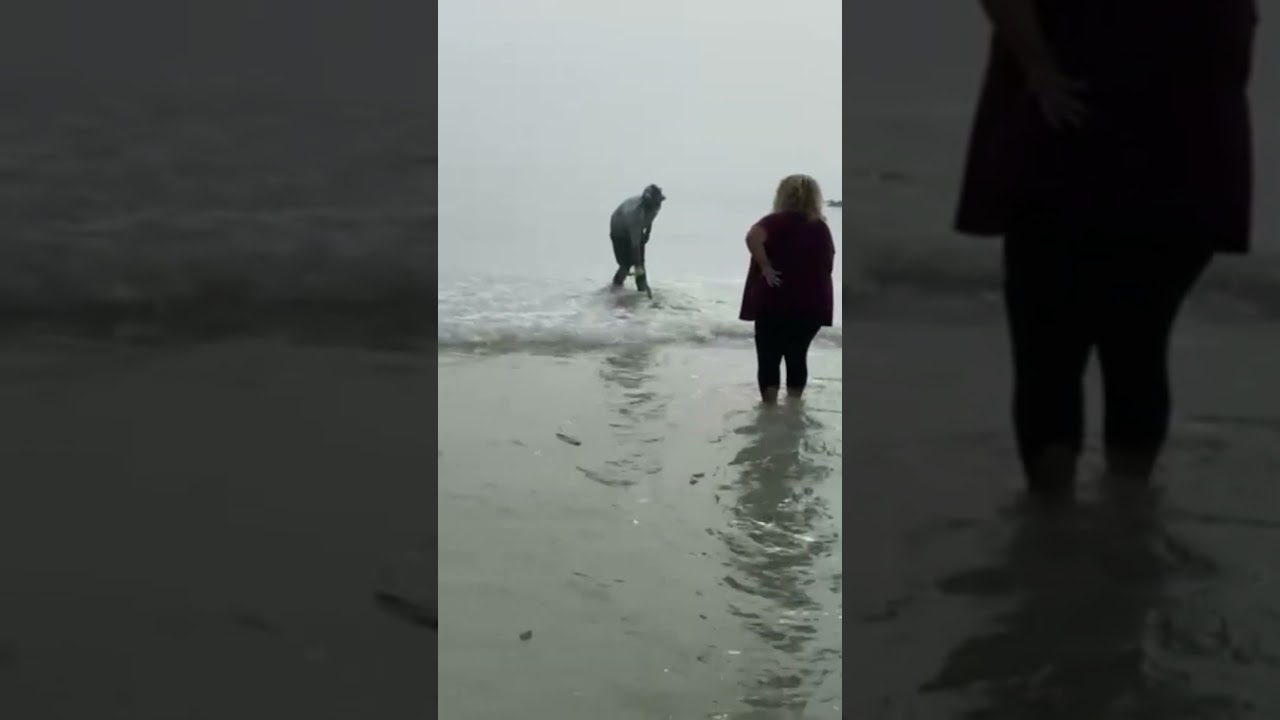 Saving Stingrays and Shoreline Wildlife Drama on Honeymoon Island