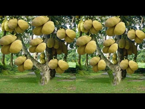COMO FAZER UMA MUDA DA MINI JACA ANÃ INCRÍVEL