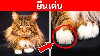 ทำไมแมวมากมายมีอุ้งเท้าสีขาวและข้อเท็จจริงอื่น ๆ เพื่อให้เข้าใจพวกมัน