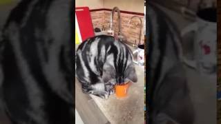 Американская короткошерстная /American Shorthair kitten Породы кошек Американская короткошерстная /American Shorthair kitten Породы кошек