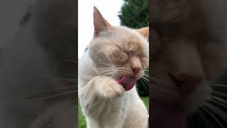 Cat video - a flame point 🔥 Siamese rescue cat 🐈