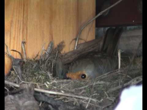 a robin nesting in my garden shed, oh my - YouTube
