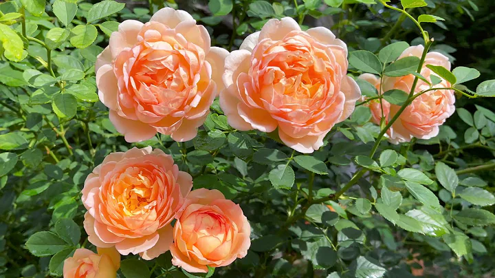 David Austin Shrub Rose - Lady of Shalott (2nd yea...