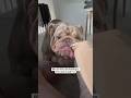 Dogs afraid of Dad 🤣🤣😂 #funnymoments #funny #petlife #funnydog #adorably #adorable