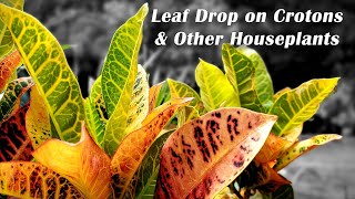 Leaf Drop on Crotons & Other Houseplants || Croton | Ficus | Hibiscus etc