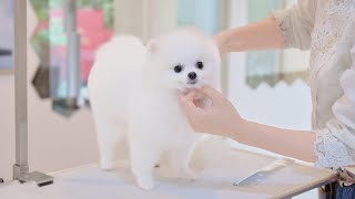 First visit to a grooming salon. I’m a fluffy cute puppy!(Pomeranian Grooming)