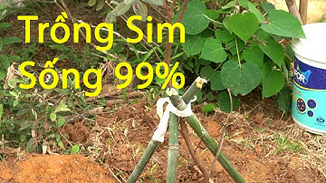 Chia sẻ bí quyết trồng hoa sim sống 99% -Cóc Vẩu TV