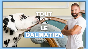 Quelle est la particularité des Dalmatien ?