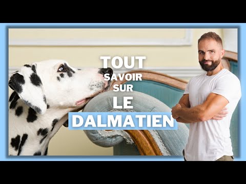 Vidéo: dalmatien