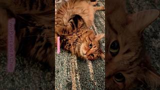 The Missile Is Very Tired. He Is Eepy.