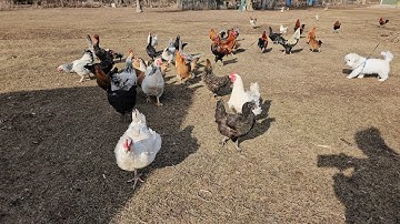 HMOOB MEKAS COV QAIB ZOO NKAUJ KAWG LI NAWB 3/13/2025