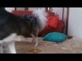 犬が捻挫する瞬間!
