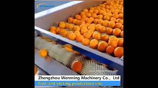 Fruit and Vegetable Cleaning Drying Waxing and Grading Production Line
