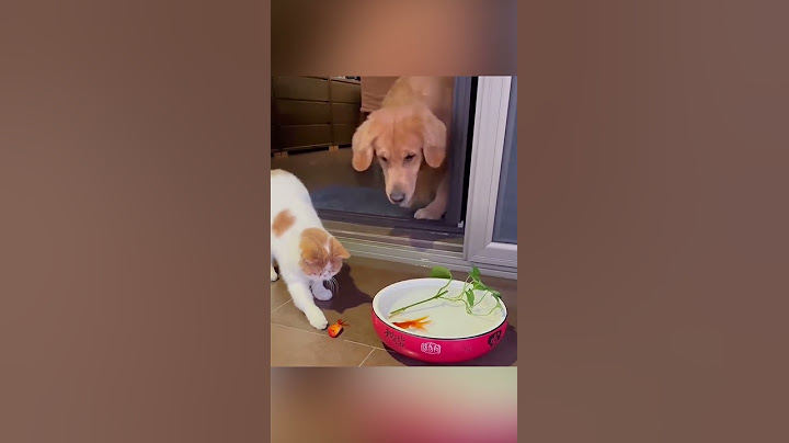 Smart Dog Saves Fish And Release Them To Water 🐾