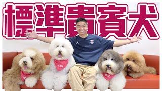 【犬の系列】#標準貴賓犬 吃可愛長大的貴婦犬，真實身分其實是水獵高手！Poodle｜@user-sh1cx8us5g