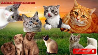 CAT CRICKS Frog Sounds!!! Cute Cat Frog Cricket