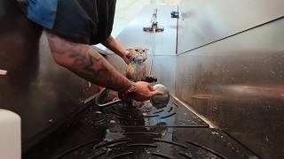 Chairo Is Back And I Hope Shes Not Y Today