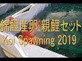 【錦鯉・産卵】Koi Spawning 2019 錦鯉産卵 親鯉セット -Keihan koi Farm-