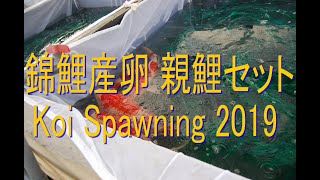 【錦鯉・産卵】Koi Spawning 2019 錦鯉産卵 親鯉セット -Keihan koi Farm-