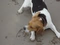 Eddie the Beagle Chasing the Wind