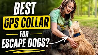 SATELLAI Collar Review | GPS Dog Collar for Escape Artist Dogs