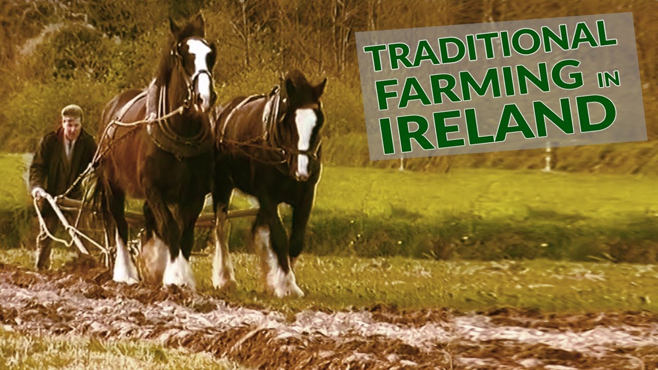Traditional farming in Ireland with Horses YouTube