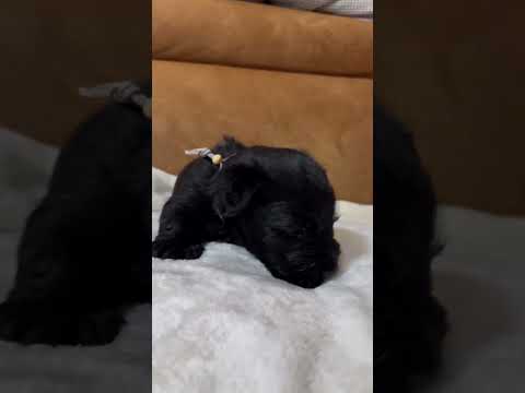 スコティッシュテリア 【早期予約で割引あり】かわいいスコティッシュテリアbabyが生まれました！　グレー君